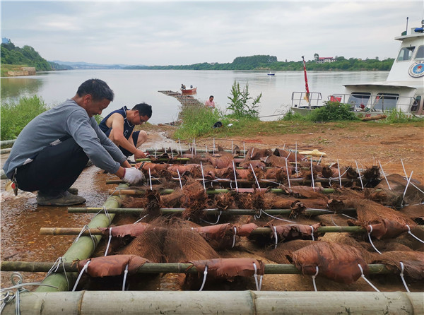 为鱼儿建产床湘江新塘埠水域铺设人工鱼巢